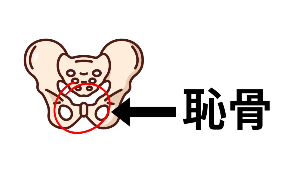 恥骨の構造と役割