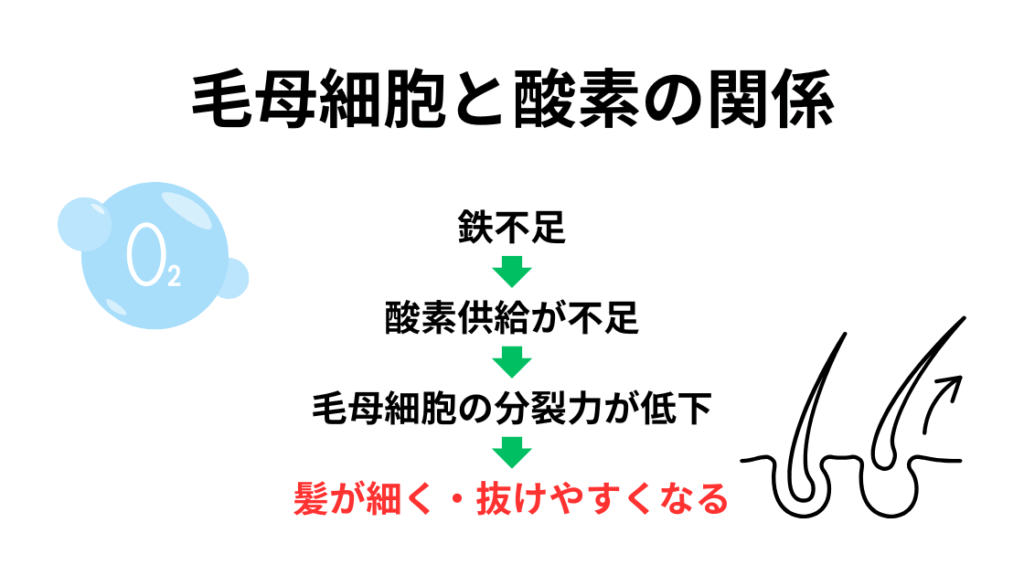 毛母細胞と酸素の関係