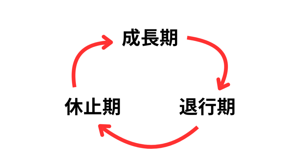 毛周期（成長期・退行期・休止期）