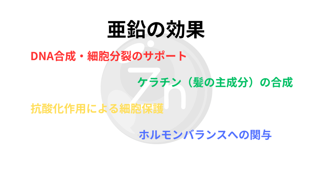 ホルモンバランスへの関与