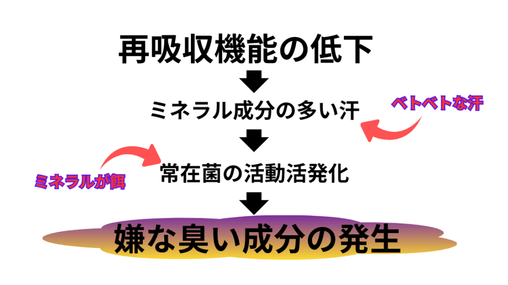 汗腺機能の低下 → 老廃物が排出されにくくなる
